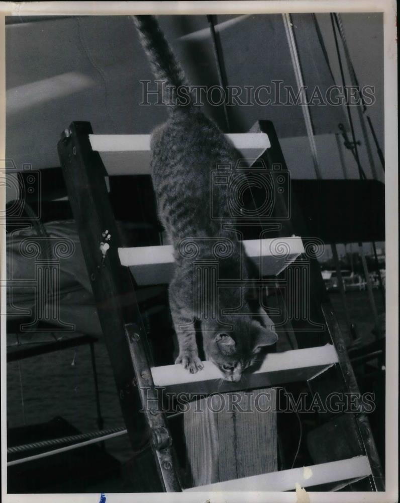 1970 Press Photo Herbie a ships cat at marina in Florida - nea29479 - Historic Images