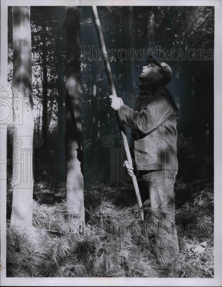 1957 Press Photo Albert Hippesley Cuts Down Boughs With Pole Saw - nea31422 - Historic Images