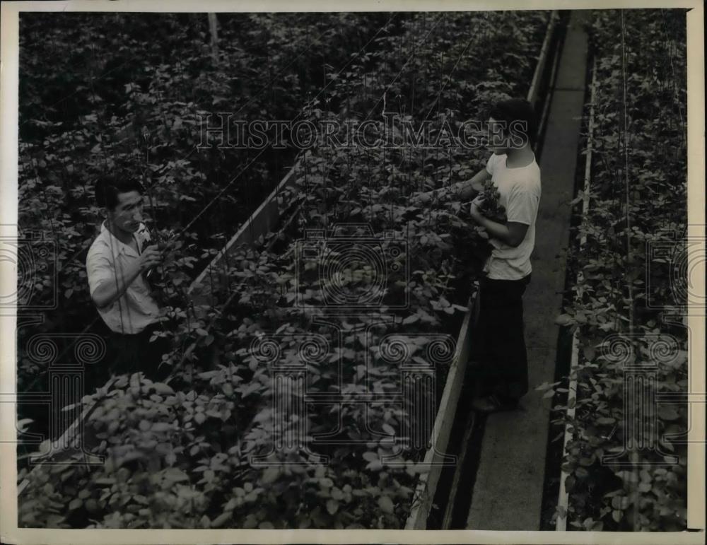 1943 Press Photo Yoshimi Shibata &amp; Taro Satow At Work In Premier Rose Garden - Historic Images