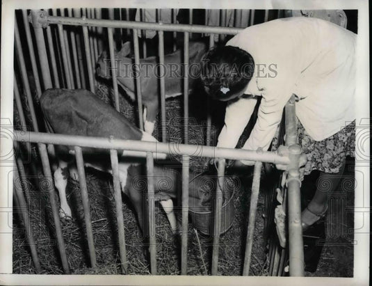 1942 Press Photo Rachael Norcum Weaning a Calf - nea31804 - Historic Images