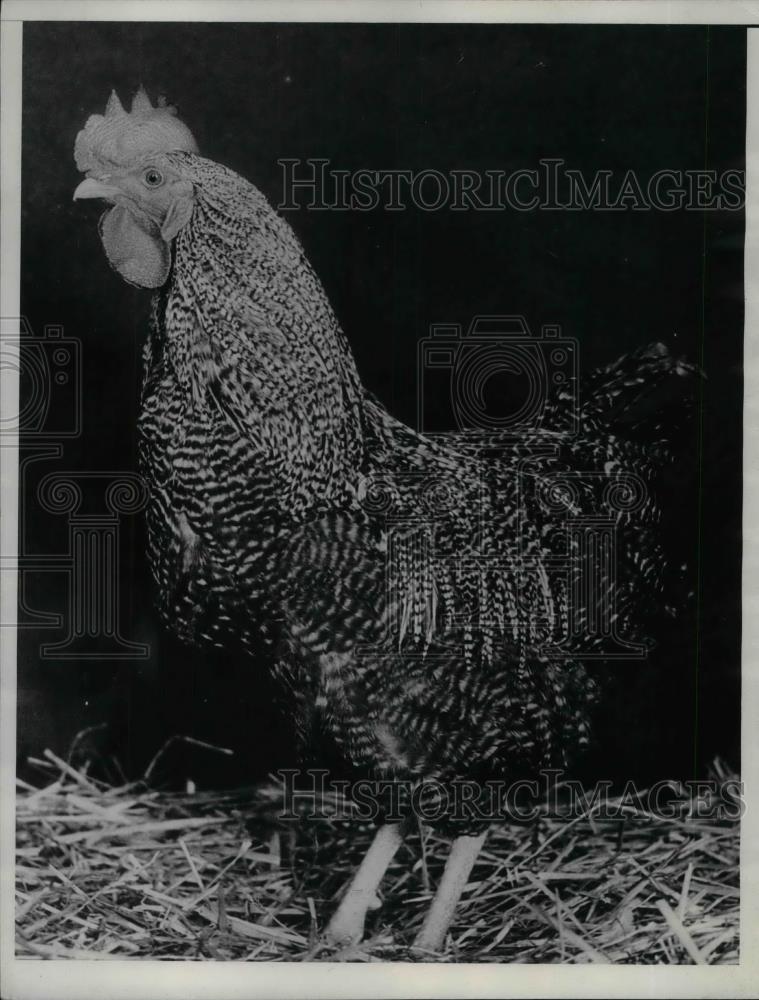 1934 Press Photo barred Rock Rooster. - nea33112 - Historic Images