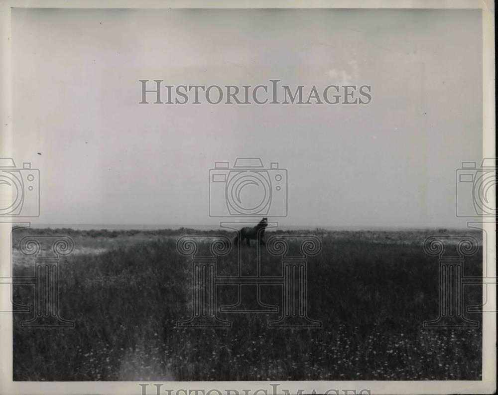 1946 Press Photo A typical Banker pony with long shaggy coat - nea32671 - Historic Images