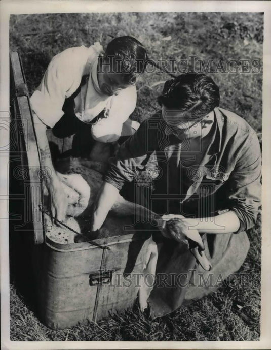 1951 Press Photo White Swans at Thames River victim of Unfortunate Accident. - Historic Images