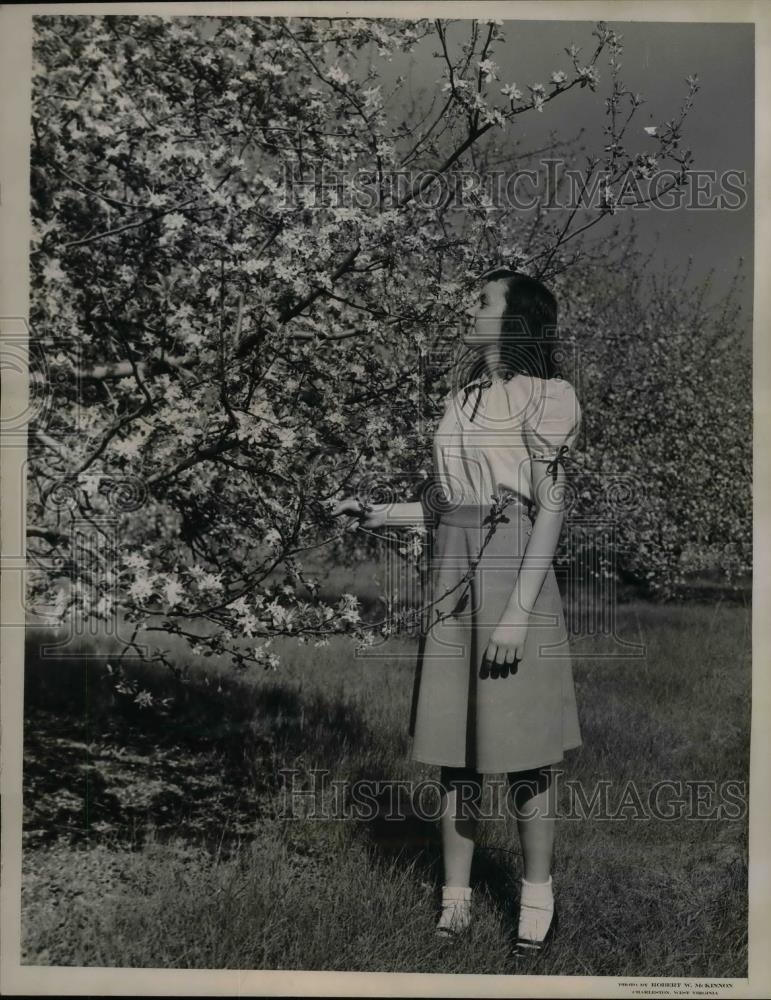 1949 Press Photo West Virginia&#39;s Eastern Panhandle Apple Orchards - nea33282 - Historic Images