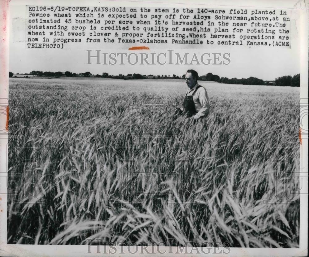 1950 Press Photo 140 Acre Wheat Field in Kansas Farmer Aloya Schwerman - Historic Images