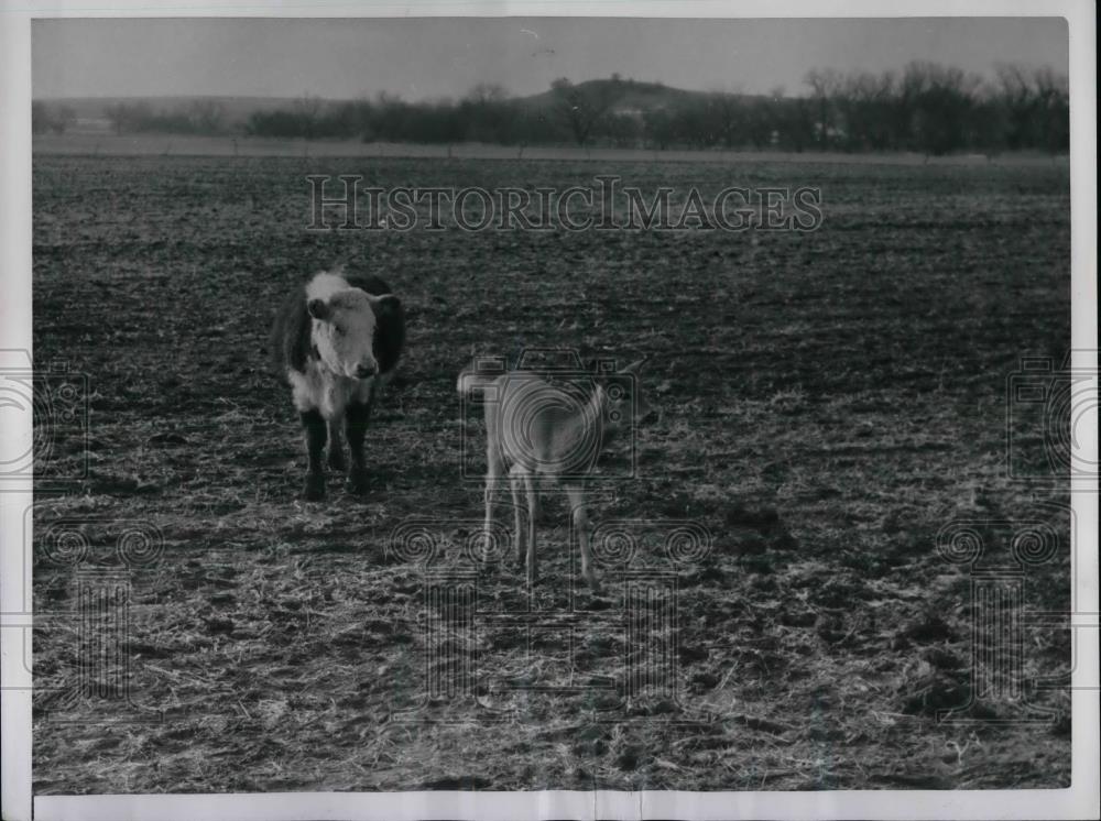 1953 Press Photo A white tailed deer &amp; a cow in Tescott, Kansas - nea32675 - Historic Images