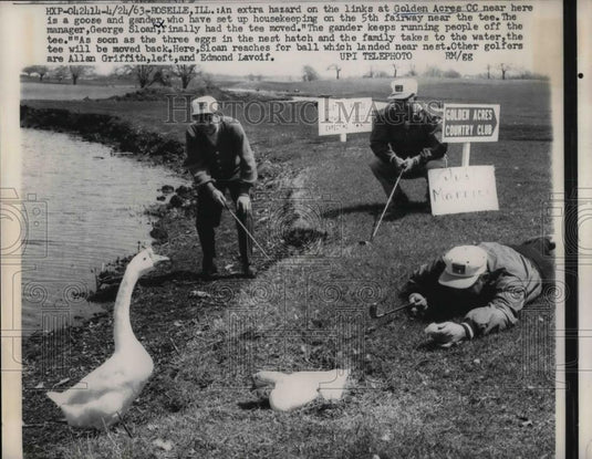 1963 Press Photo Golden Acres CC golfer in Roselle, Ill and geese on the course - Historic Images