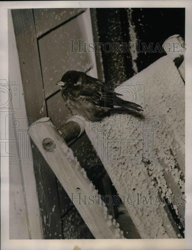 1940 Press Photo Sparrow Takes Refuge in Winter Storm on Porch of Home in Omaha - Historic Images