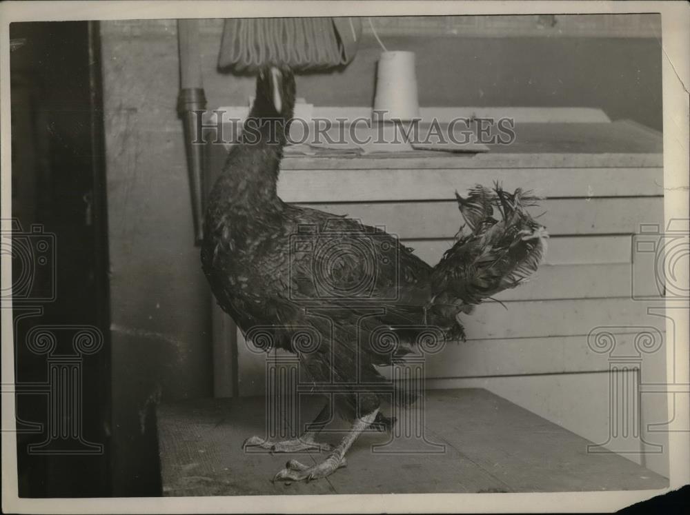 1929 Press Photo Rooster - nea33379 - Historic Images