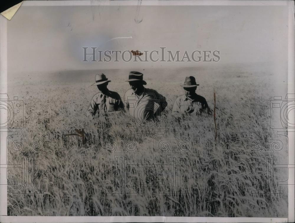 1937 Press Photo Wheat Raisers of White Plains Stand Among Bumper Crop - Historic Images