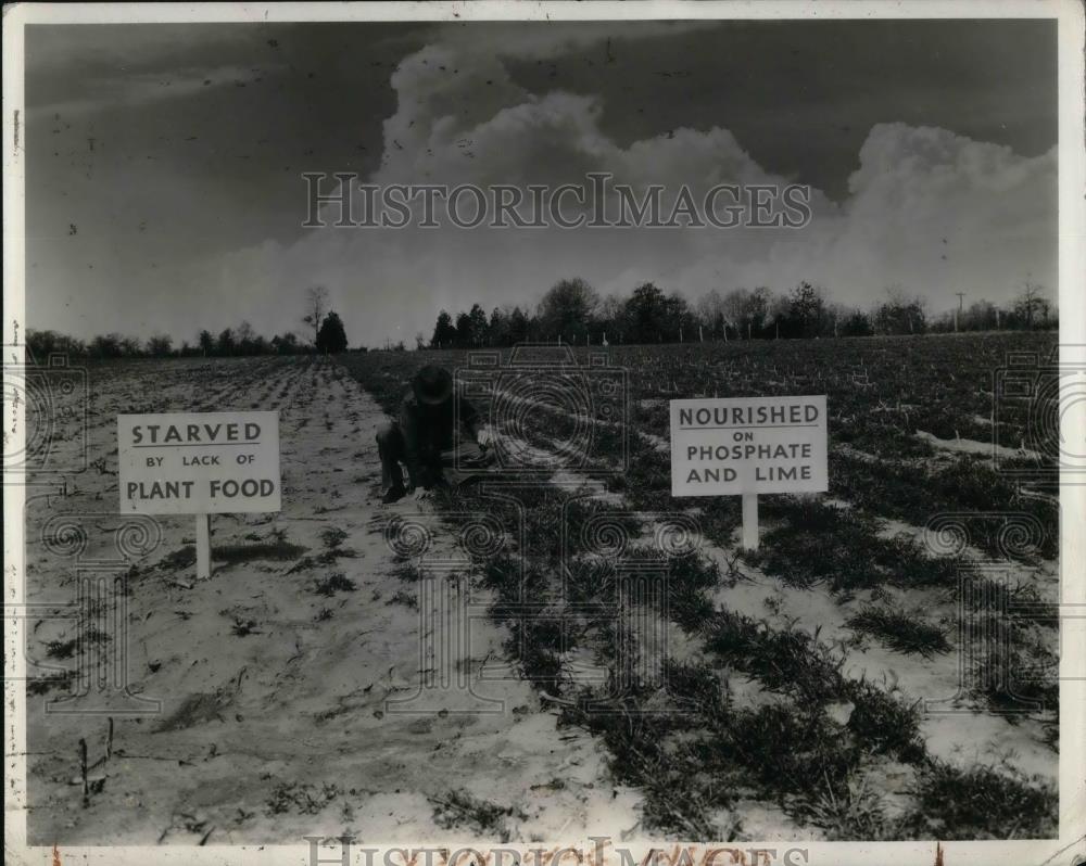 1944 Press Photo Fields used for fertilizer tests by the TVA - nea34436 - Historic Images