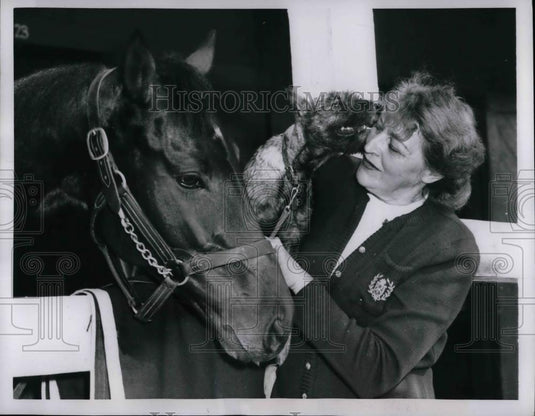1952 Press Photo Dilmick Mrs. E.K. Weill with Colt - nea40288 - Historic Images