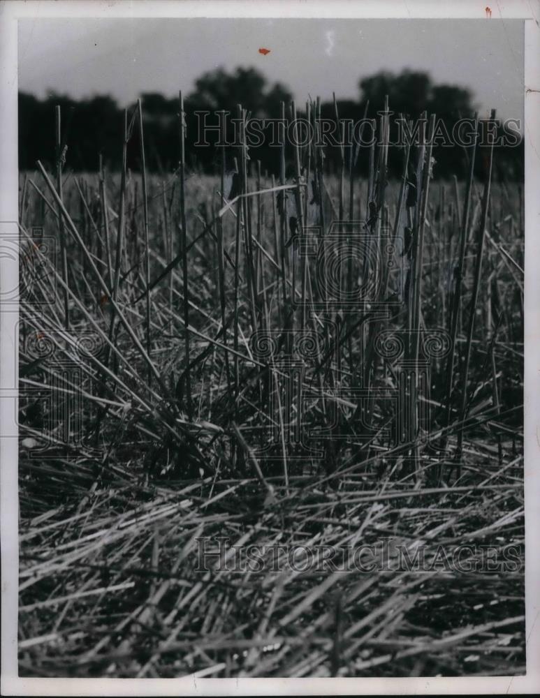 1954 Press Photo Grasshoppers in wheat stubble in a Missouri field - nea34763 - Historic Images