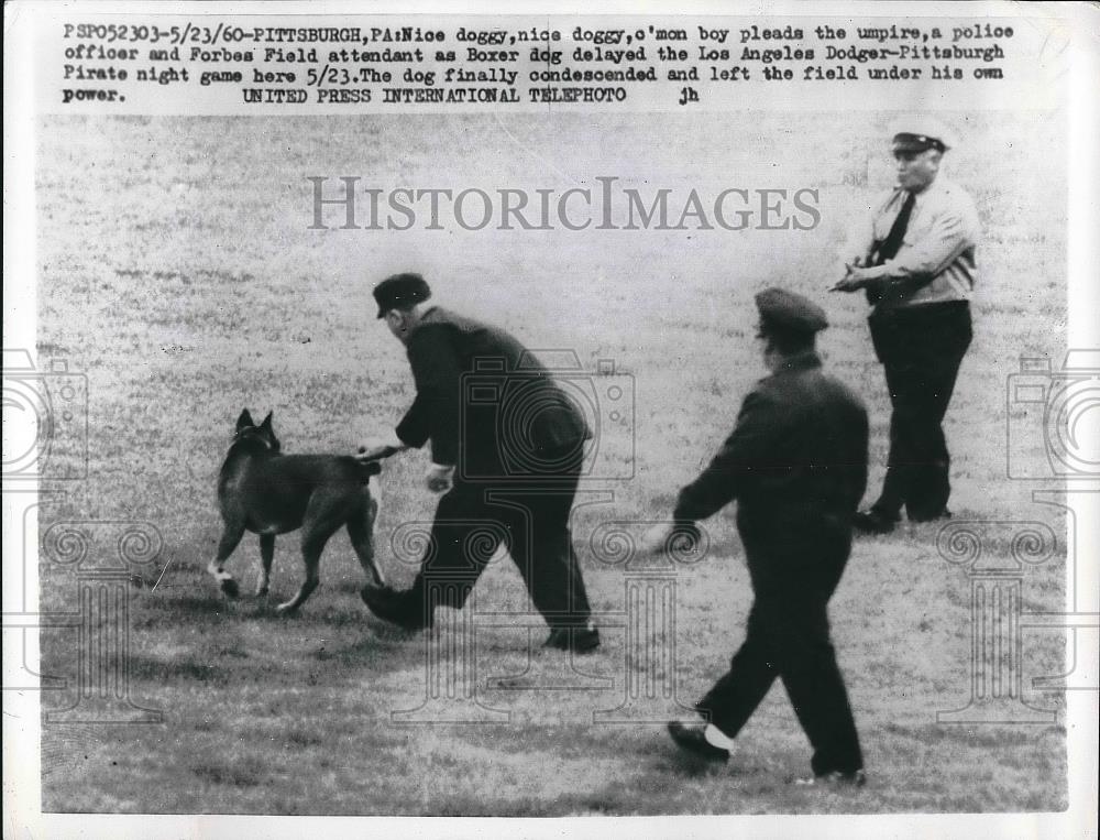 1960 Press Photo Dog delays Dodgers - Pirates game at Forbes Field - nea43200 - Historic Images