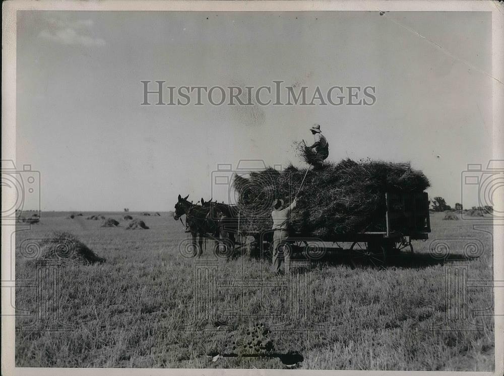 1937 Press Photo Farmers gathering sheaves of hay from the field - nea35251 - Historic Images