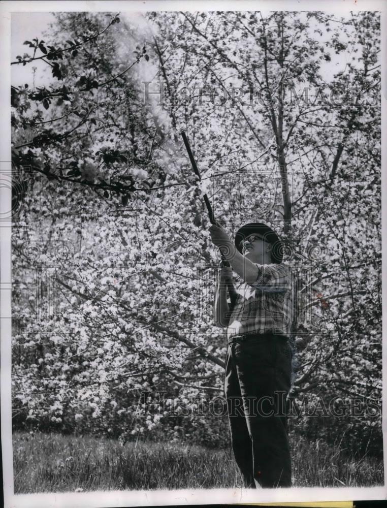 1958 Press Photo Shooting Pollen Shells Instead of Bullets at Apple Trees - Historic Images