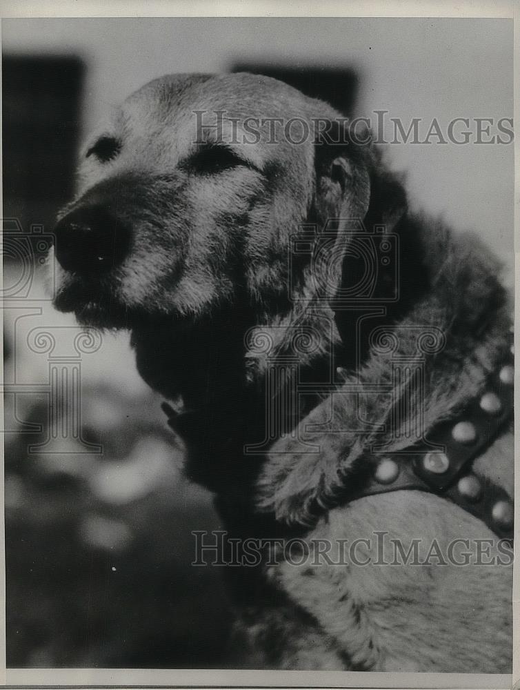 1934 Press Photo Mickey, Australian Sheep Dog give Honorable Discharge. - Historic Images