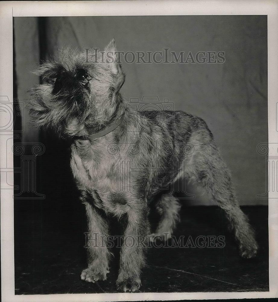 1940 Press Photo Burlingame Hellzapopin wins Best of Breed at Westminster Show - Historic Images