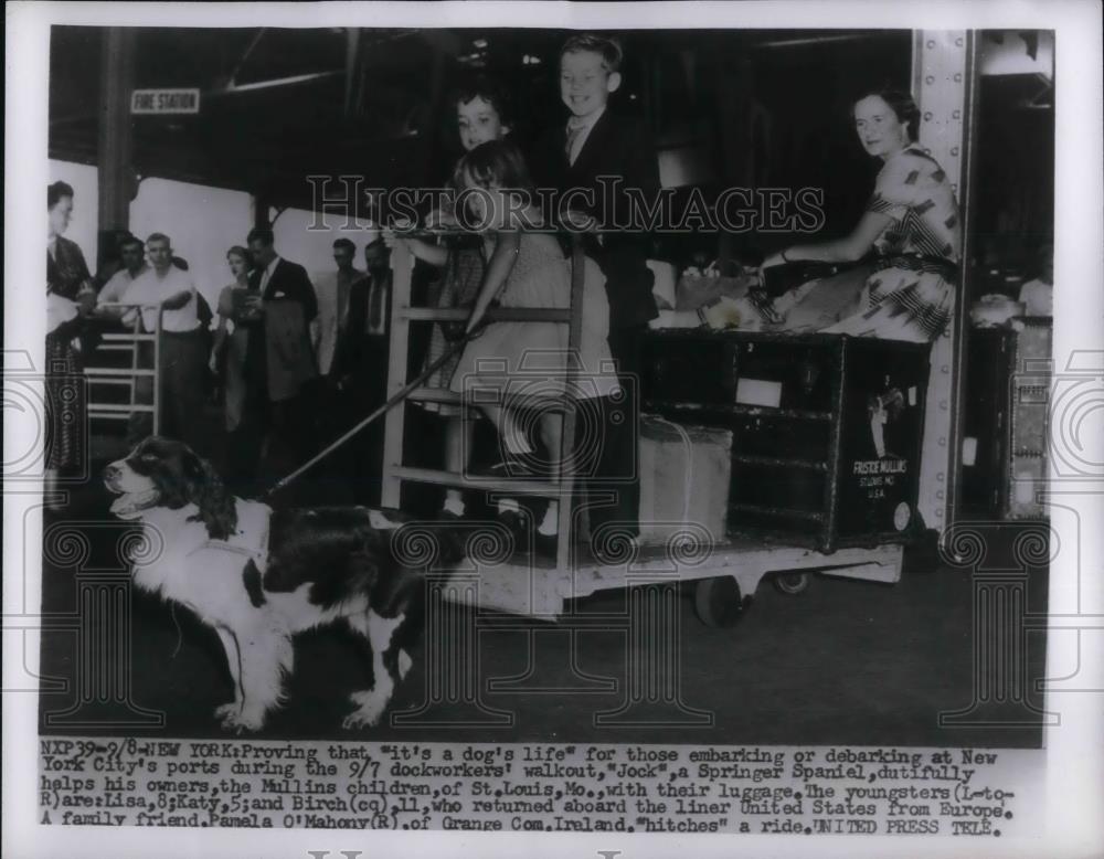 1955 Press Photo Jock the dog hauls luggage during dockworker strike, NY port - Historic Images
