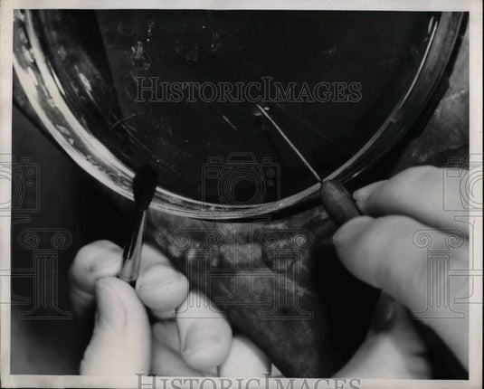1949 Press Photo Tissue Samples Being Viewed At National Bureau Of Standards - Historic Images