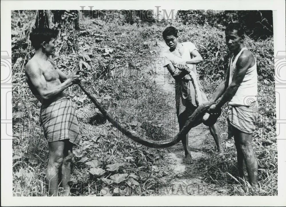 Press Photo Reticulated Python, Python Reticulatus Found, Chitlagong Hill Tracks - Historic Images