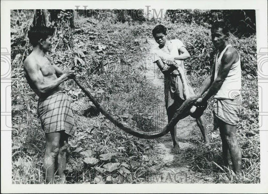 Press Photo Reticulated Python, Python Reticulatus Found, Chitlagong Hill Tracks - Historic Images