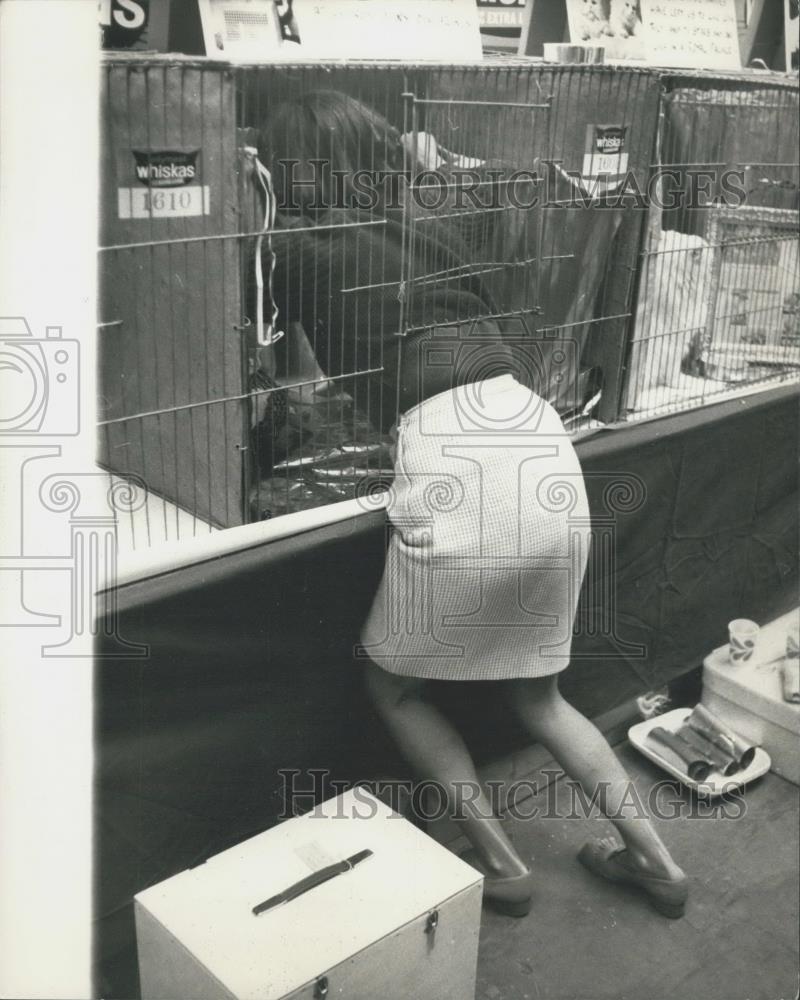 1969 Press Photo Mrs Colville, National Cat Club Championship Cat Show - Historic Images