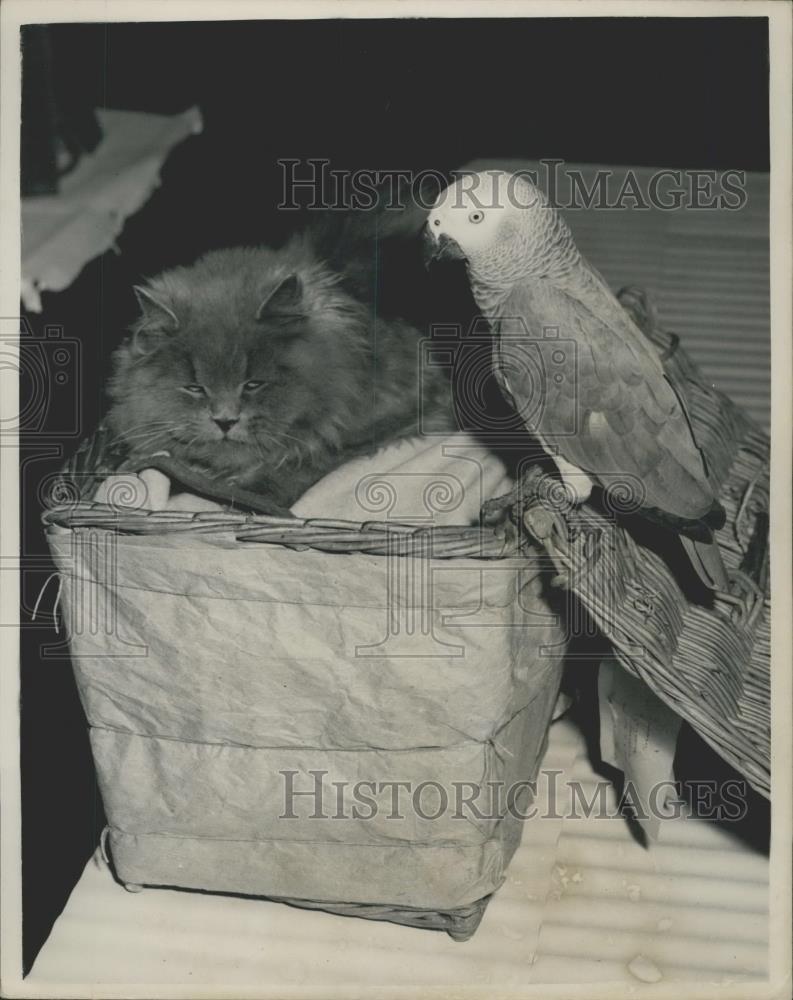 1953 Press Photo Ceasar and Cleopatra getting along - Historic Images