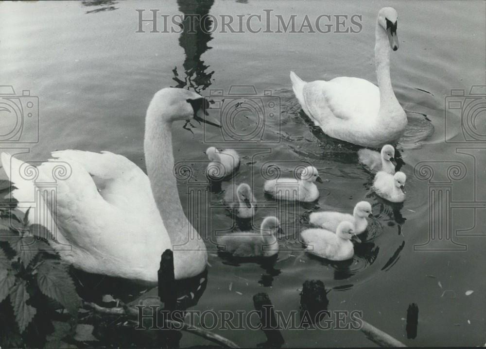 1961 Press Photo Eight Swan Babies At One Time, An Unusual Sight - Historic Images