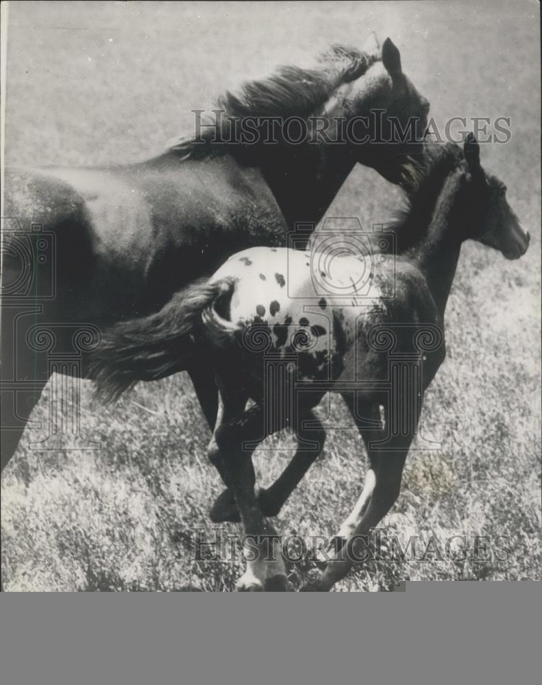 1970 Press Photo Apaloosa Pony Given Name "Fancy Pants" - Historic Images