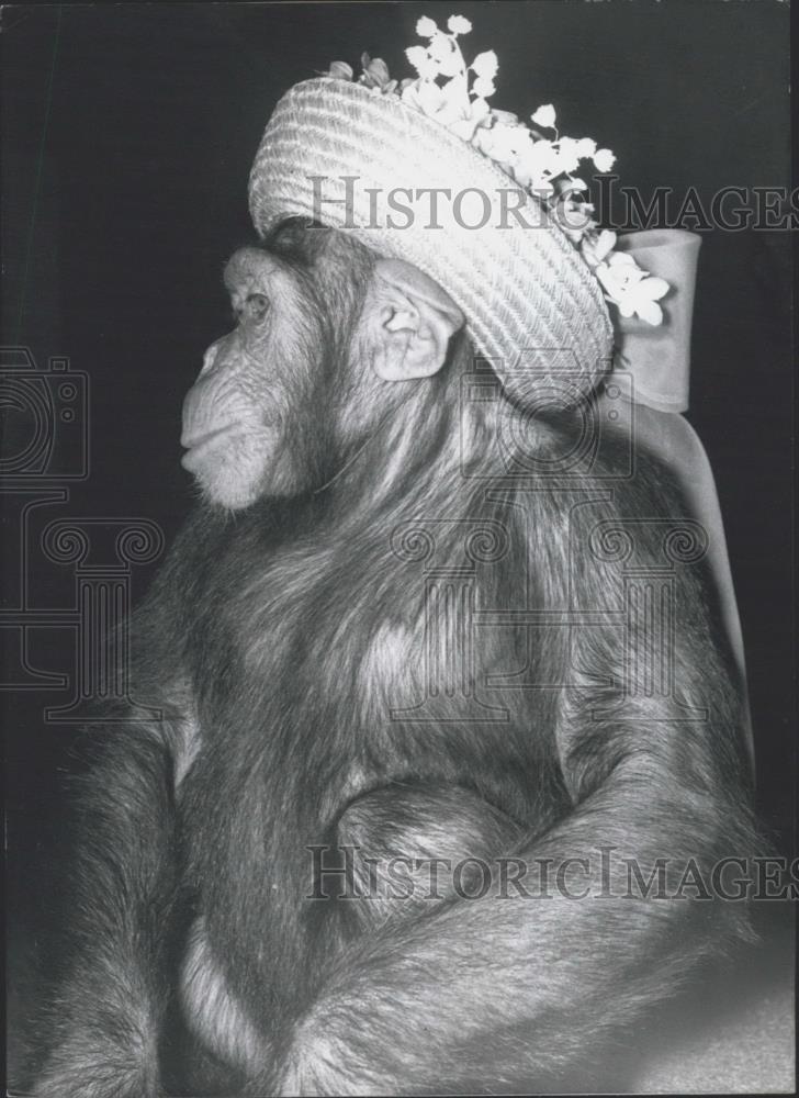 1970 Press Photo Michel the chimpanzee - Historic Images