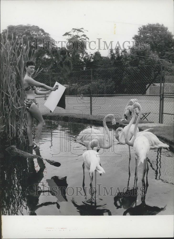 Press Photo of model Susie Lewis posing with flamingos while sketching - Historic Images