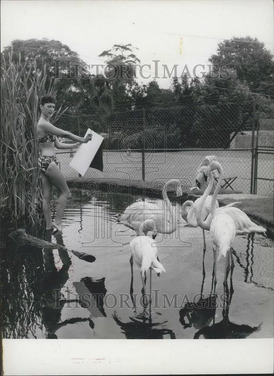 Press Photo of model Susie Lewis posing with flamingos while sketching - Historic Images