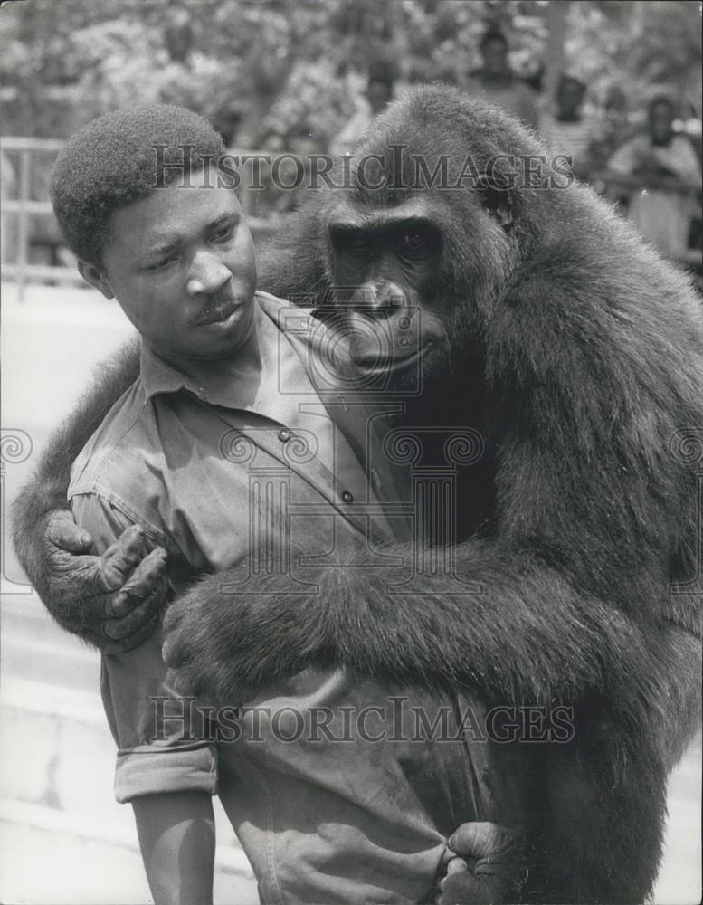 Press Photo A Gorilla And Its Keeper - Historic Images