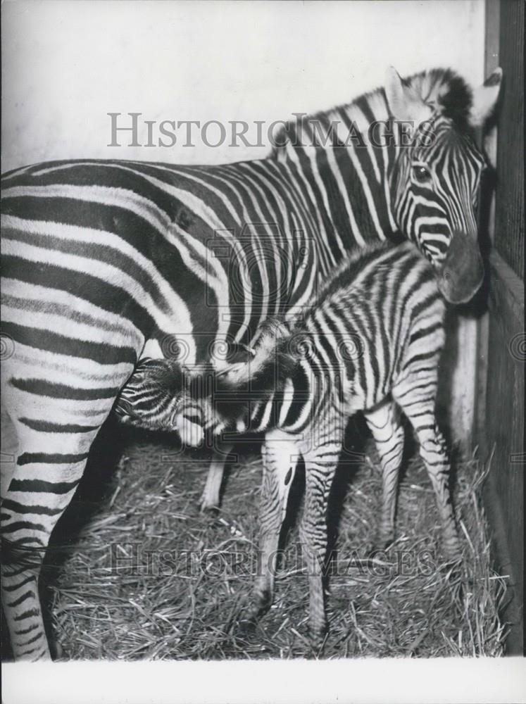 1957 Press Photo Little Baby Zebra Feeds Hagenbecks Zoological Gardens Hamburg - Historic Images