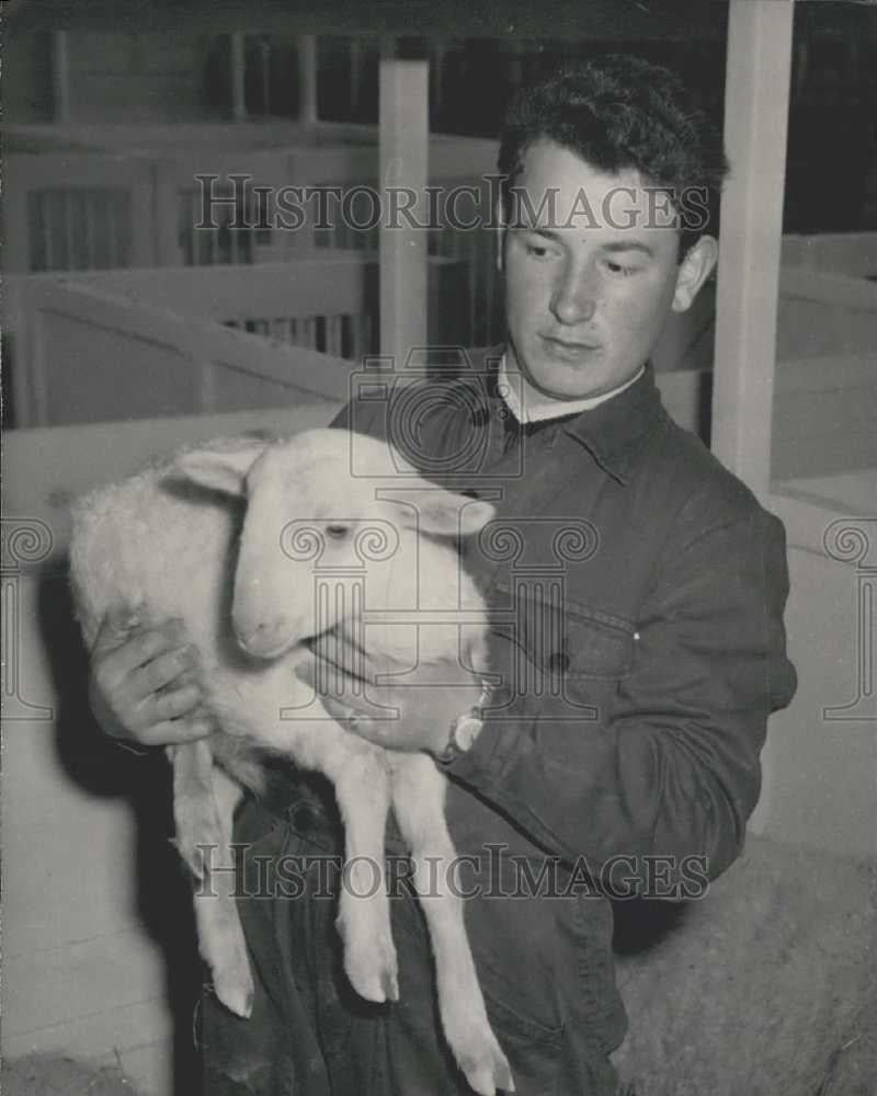 1959 Press Photo Limousin Lamb French Agriculture Exhibition - Historic Images