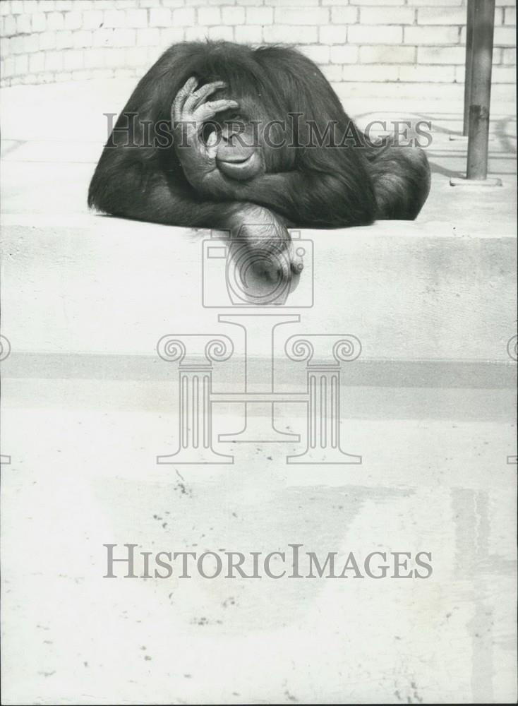 Press Photo Tuan The Orang 'Utan At Chessington Zoo - Historic Images