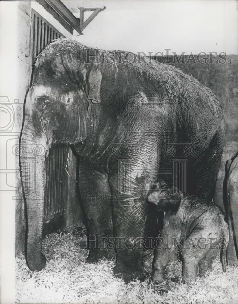 1966 Press Photo Denmark Zoo welcomes baby Elephant - Historic Images