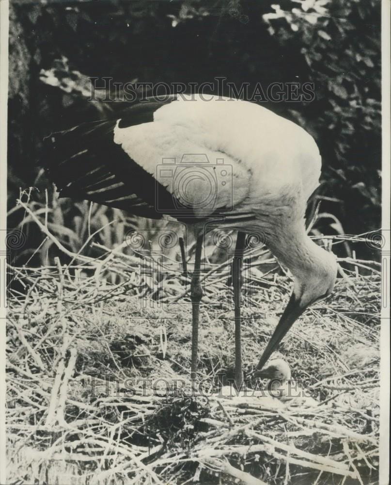 Press Photo A stork and its babies - Historic Images