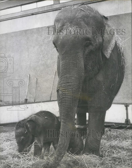 1965 Press Photo Baby Elephant born in Switzerland Zoo - Historic Images