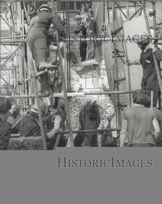 1977 Press Photo Giraffe and vets at Marwell Zoological park - Historic Images