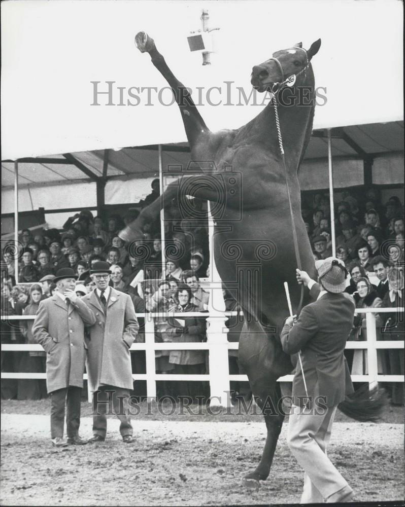 1977 Press Photo National Light Horse Breeding Society&#39;s stallion show - Historic Images