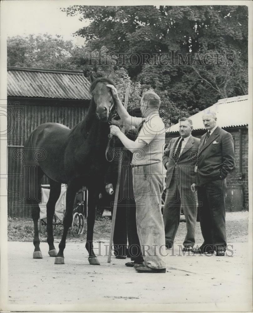 1953 Press Photo Trainer Harold Steryy and a horse - Historic Images