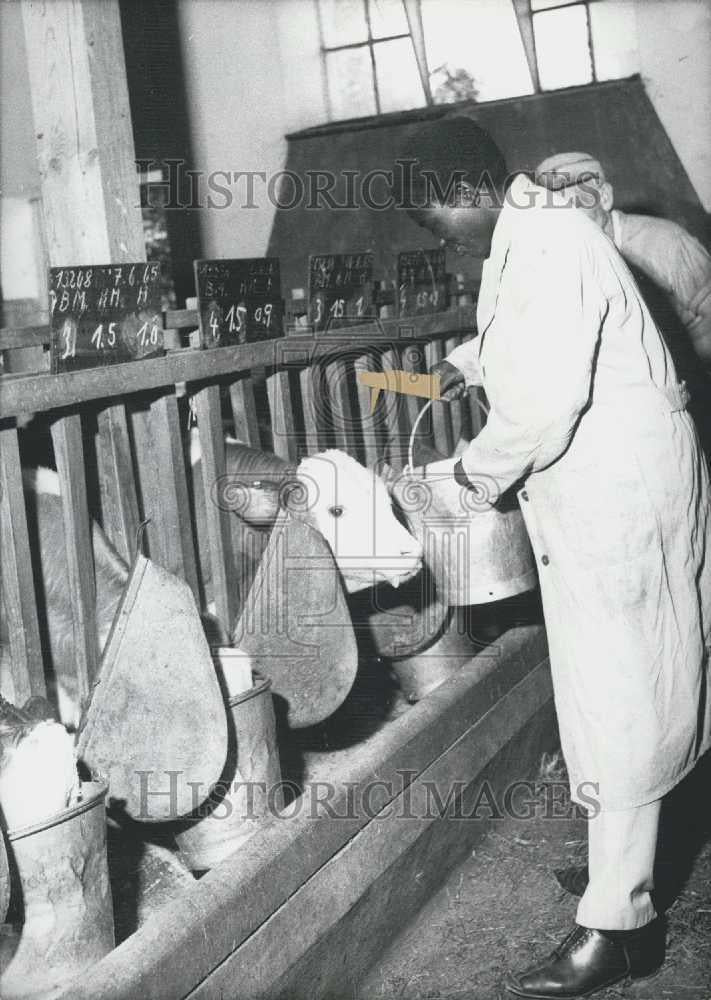 1965 Press Photo Bavarian Minister of Agriculture, Dr. Alois Hundhammer &amp; cows - Historic Images