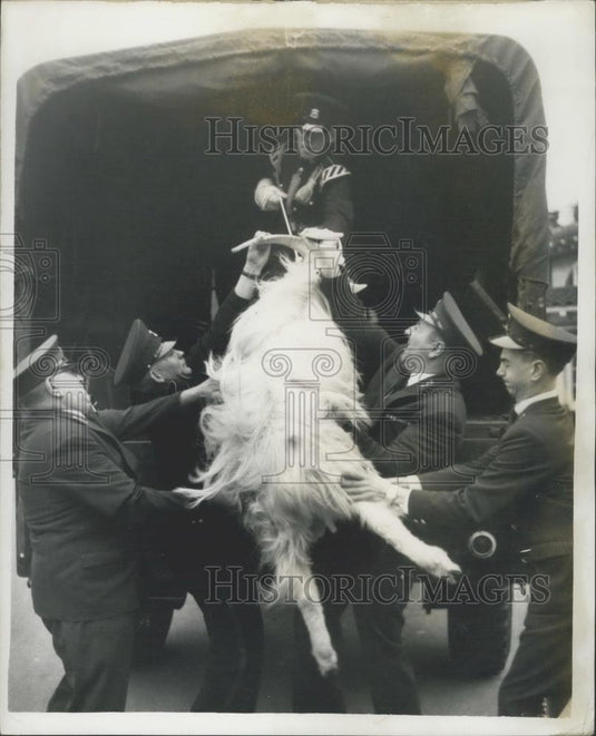 1962 Press Photo Taffy the Goat to become the 5th Battalion Mascot - Historic Images