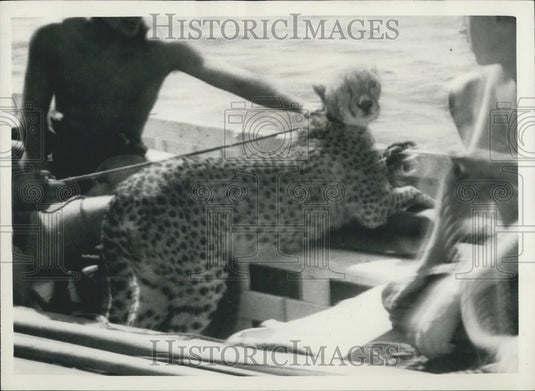 1957 Press Photo Cheetah That Jumped Off Ship At Victoria Dock London - Historic Images
