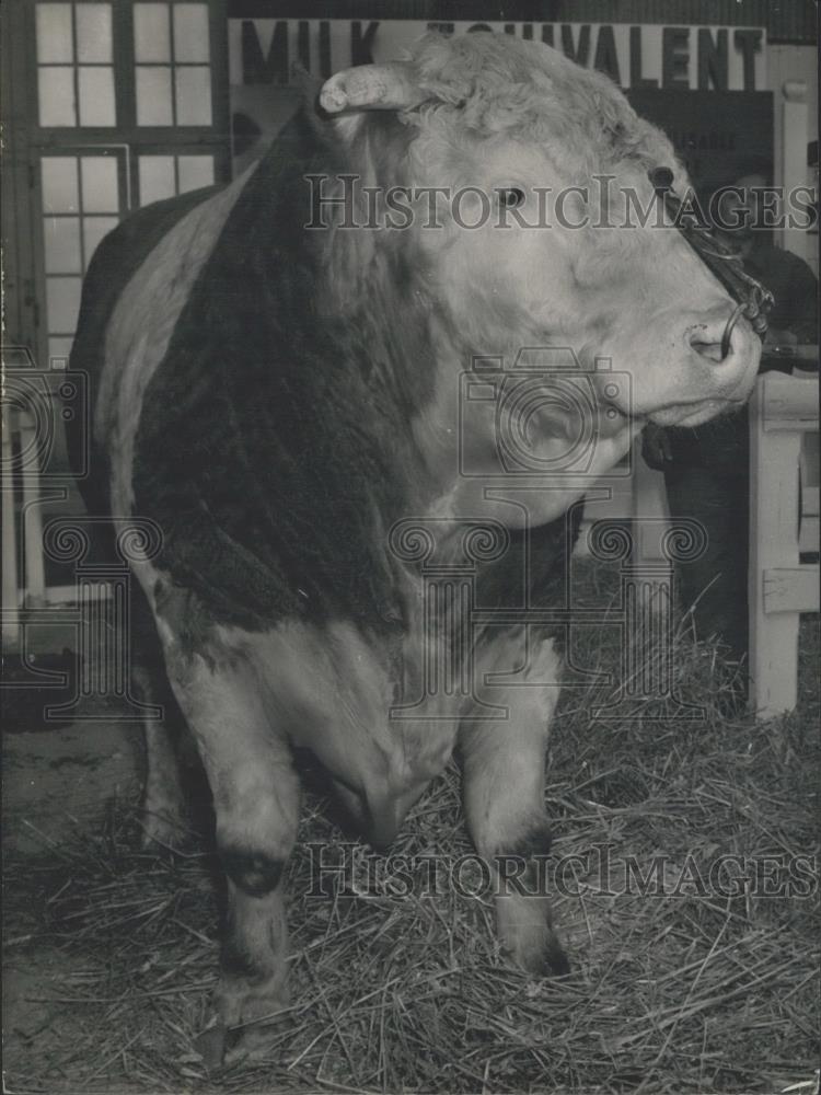 Press Photo Pic Rouge de L'Est Bull, French Agriculture Exhibition - Historic Images