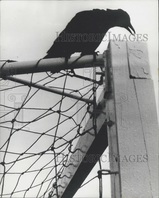 Press Photo A Crow that takes apart goal posts - Historic Images