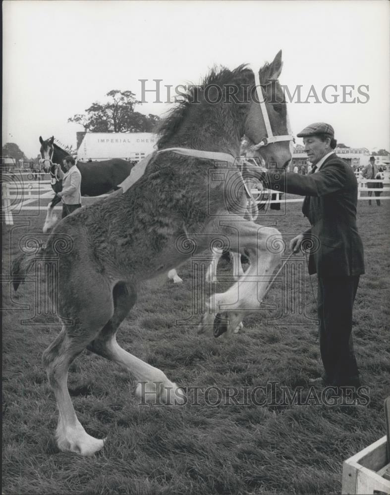 Press Photo Royal Horse Show at Kenilworth - Historic Images