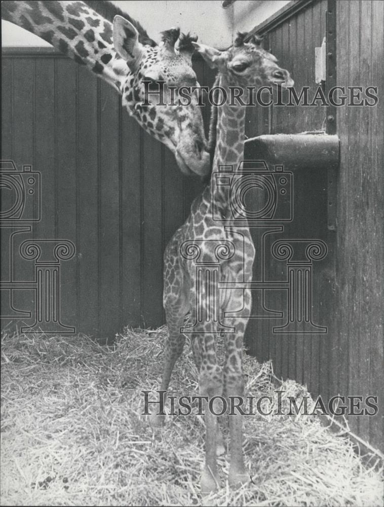 1966 Press Photo Zoological Garden o Basle (Switzerland) Giraffe mom and her bab - Historic Images